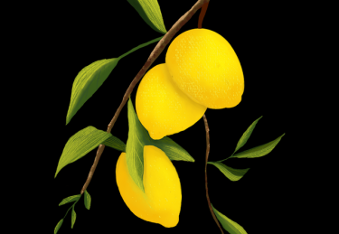 P站官方官网——交互革命体验手记必读